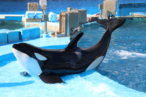 名古屋港シャチ-18