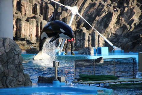 名古屋港シャチ-3