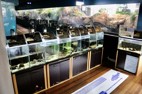 山梨県立富士湧水の里水族館 森の中の水族館-9