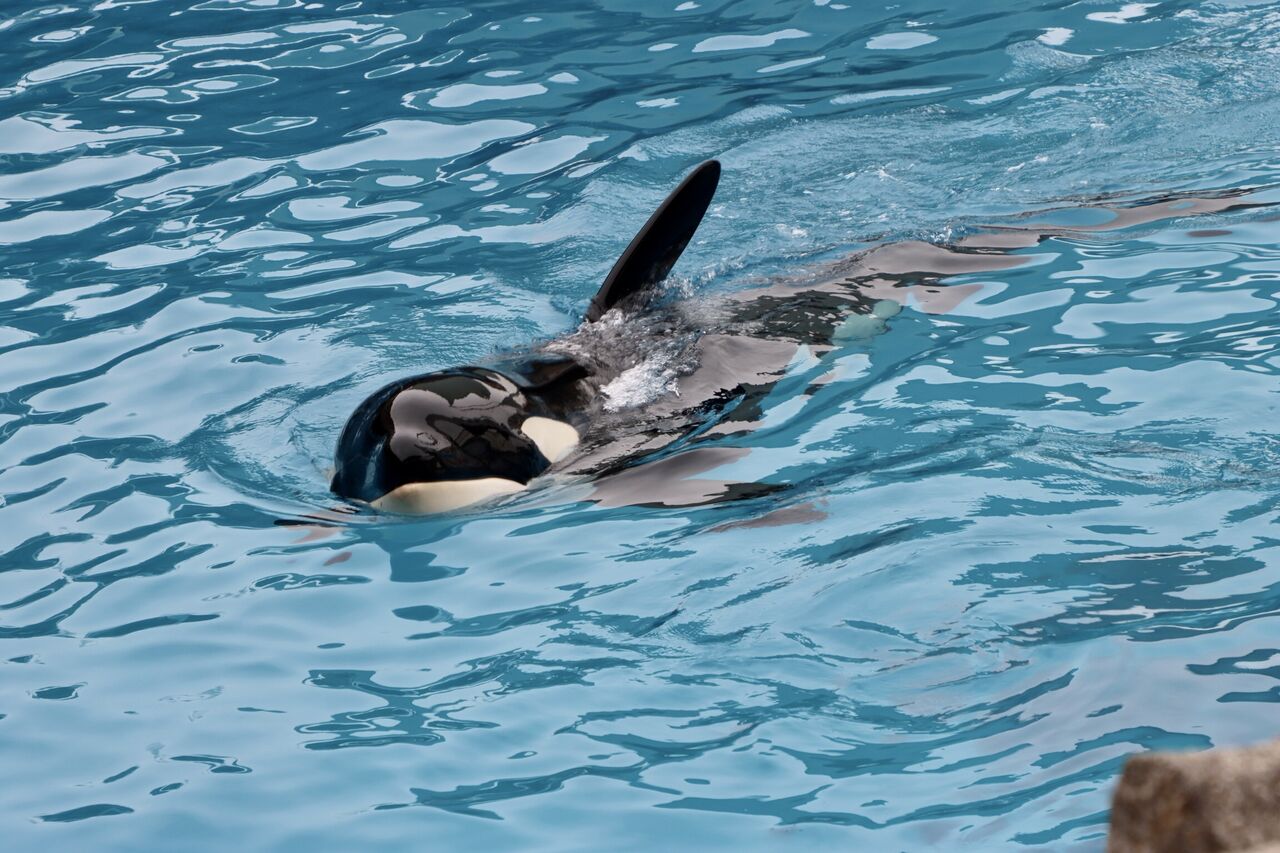 名古屋港水族館 シャチのリンの公開トレーニング 22年2月 主食は水族館です