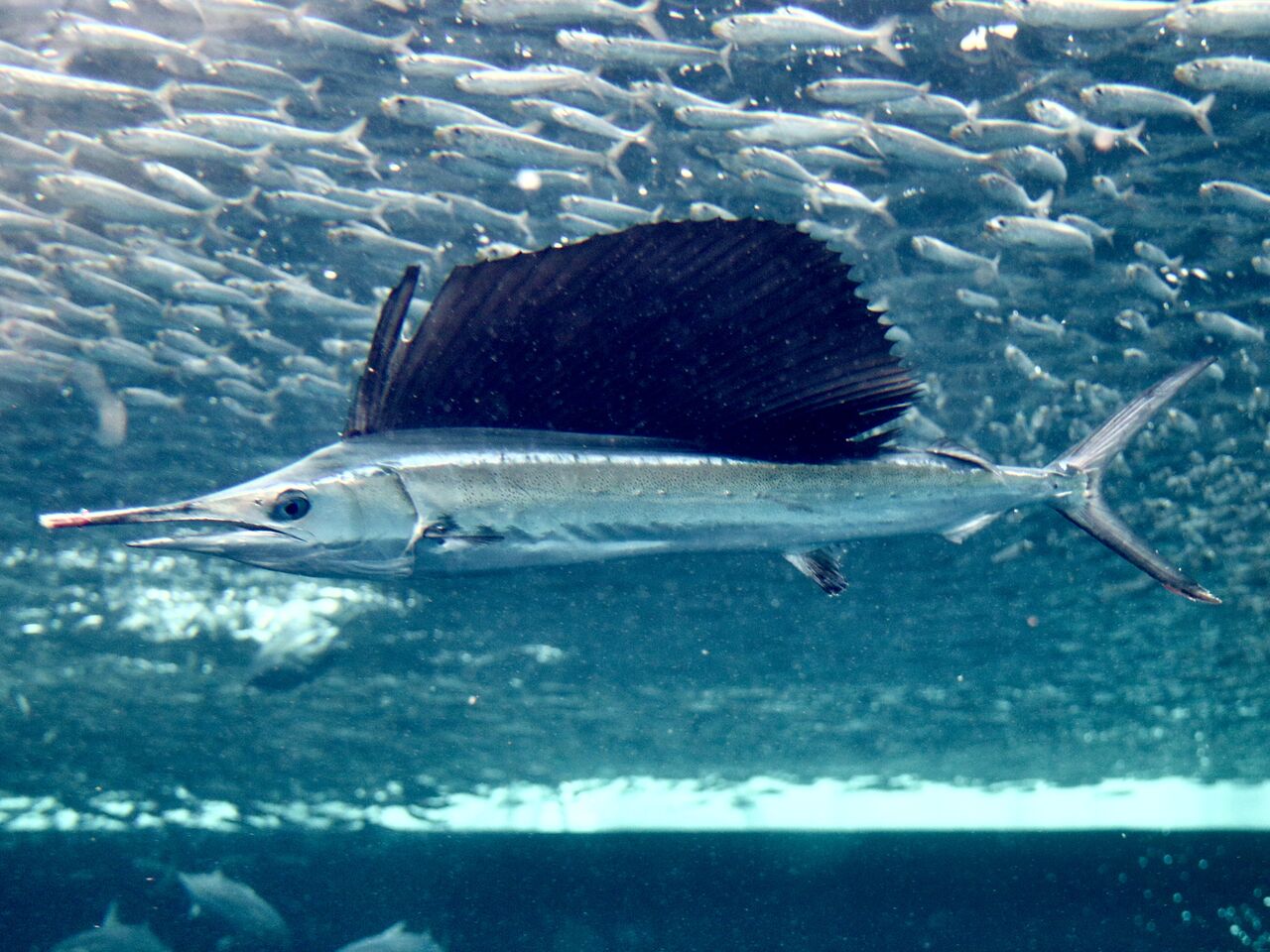 物思いにふける ビジョン エンコミウム バショウ カジキ 水族館 Cozy L Jp