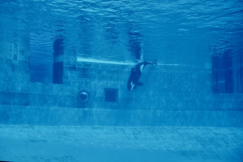 名古屋港 シャチのアース公開トレーニング-8