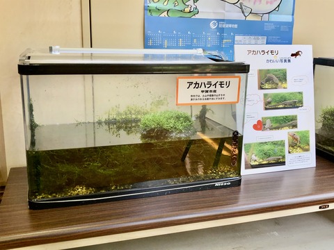 みなくち子どもの森 自然館-3