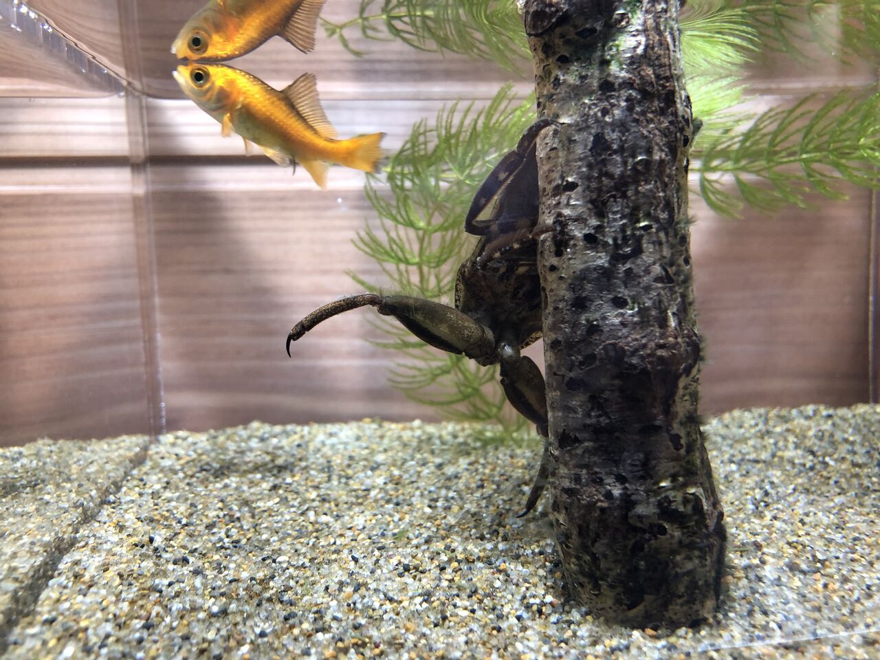 愛知県)赤塚山公園 ぎょぎょランド : 主食は水族館です