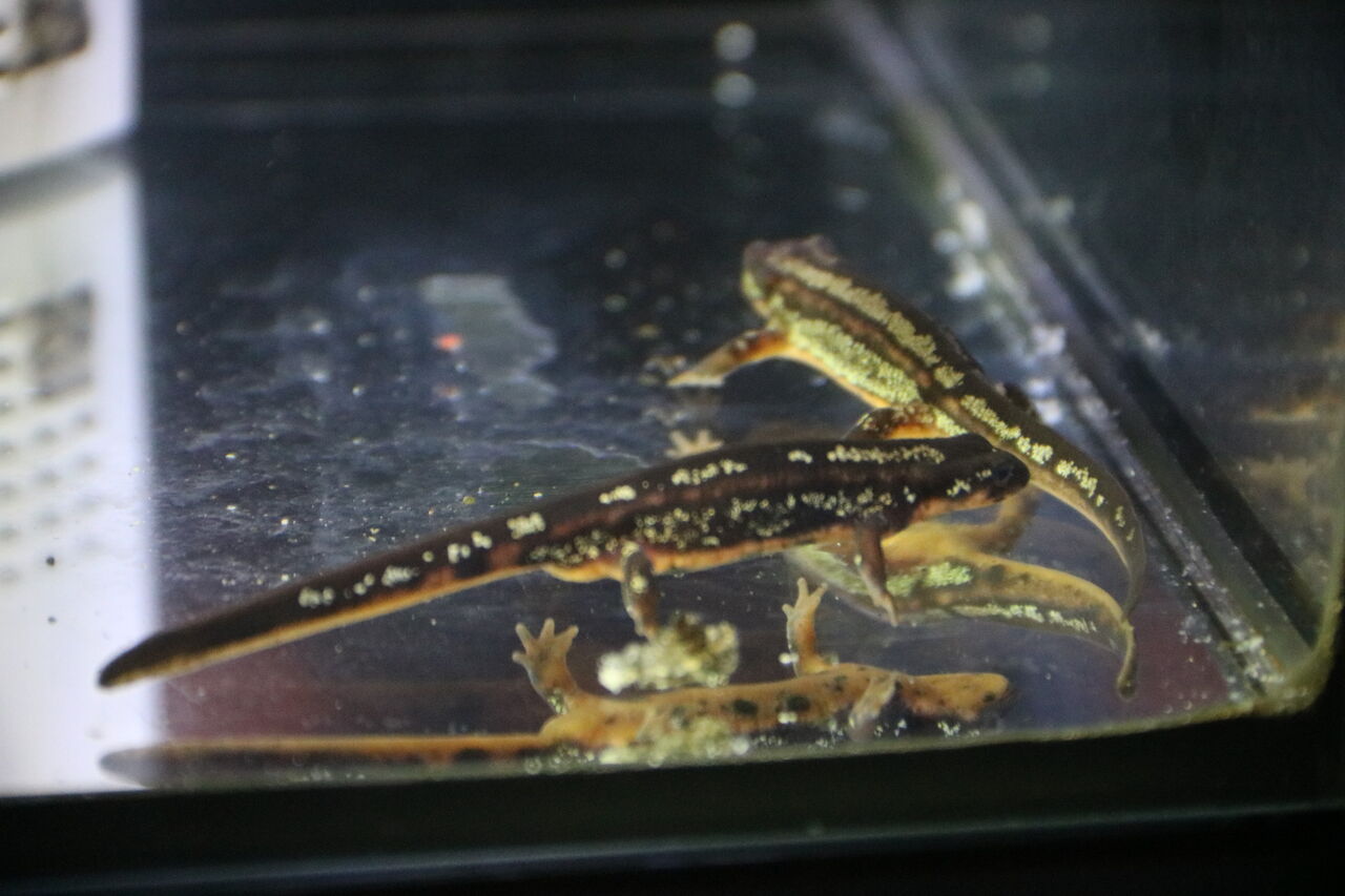 イモリ 新居に住み慣れる 新たな開拓者 主食は水族館です イモリ 新居に住み慣れる 新たな開拓者 主食は水族館です
