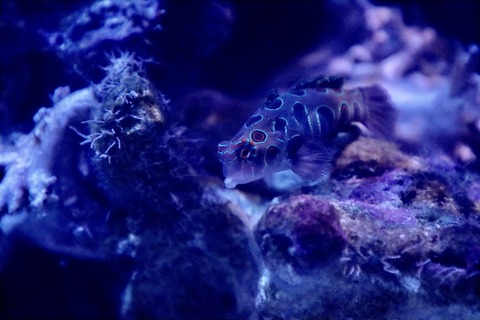 名古屋港水族館 南館水槽-16