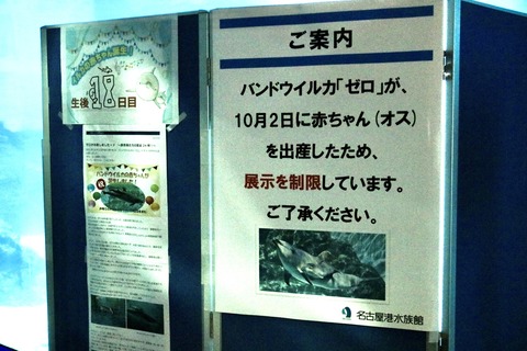 名古屋港 バンドウイルカ 赤ちゃん-2