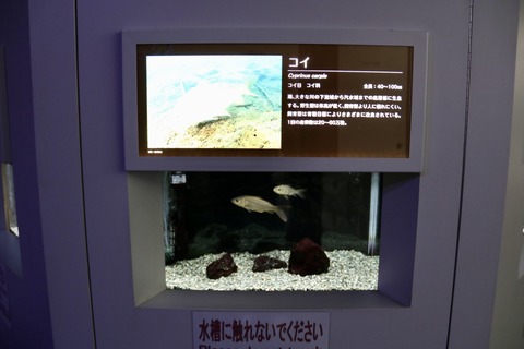 西湖ネイチャーセンター クニマス展示館-9