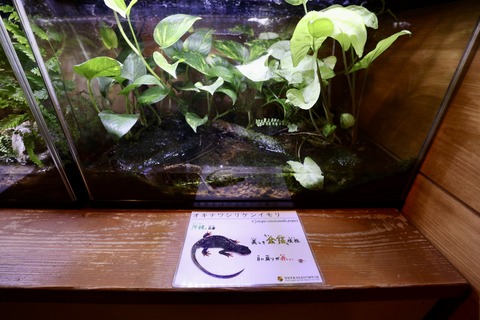 竜洋昆虫自然観察公園イモリ-2