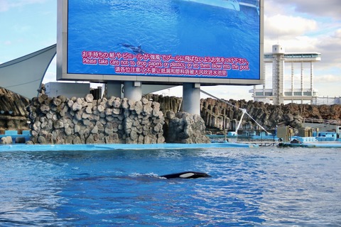 名古屋港水族館 リン 公開トレーニング-22