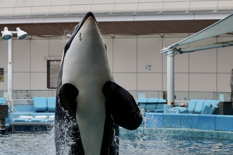 名古屋港シャチのリン公開トレーニング-7