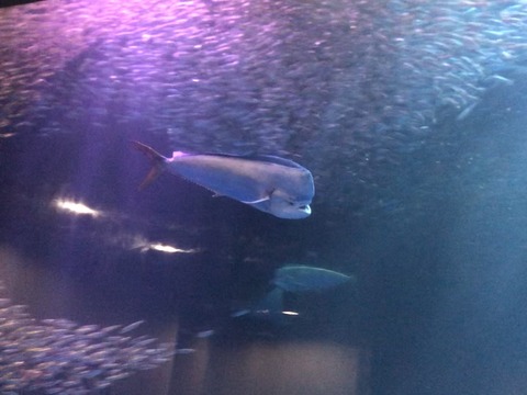 名古屋港水族館 シイラ-5
