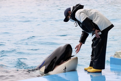 名古屋港シャチのリン公開トレーニング-16