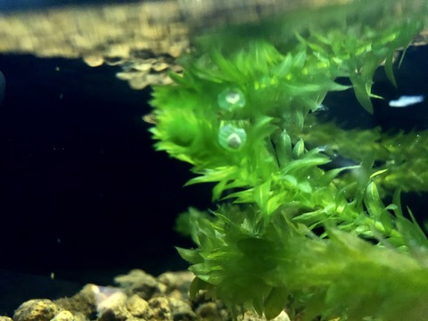 あわしま イモリ水槽-4