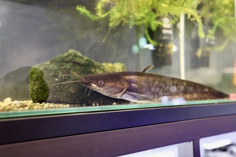 えきまちテラス長浜 小さなびわ湖水族館-9