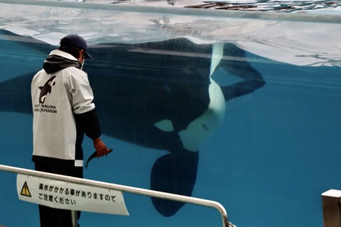 名古屋港シャチのリン公開トレーニング-8