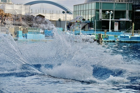 名古屋港水族館 リン 公開トレーニング-32