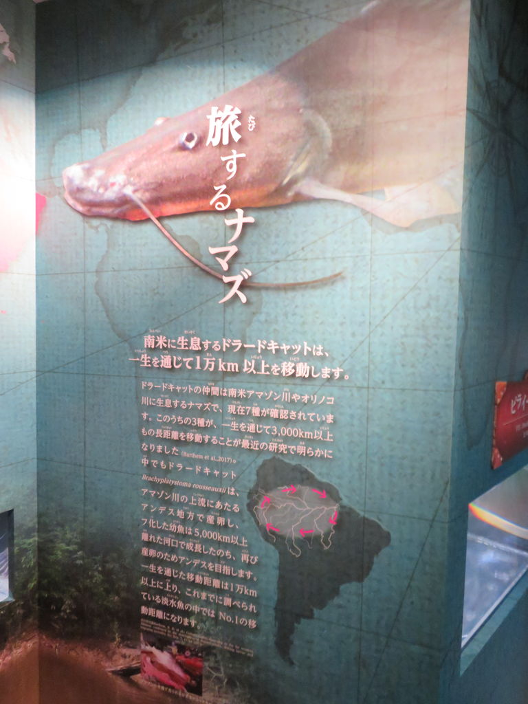 アクアトト 世界のナマズ大紀行 主食は水族館です アクアトト 世界のナマズ大紀行 主食は水族館です