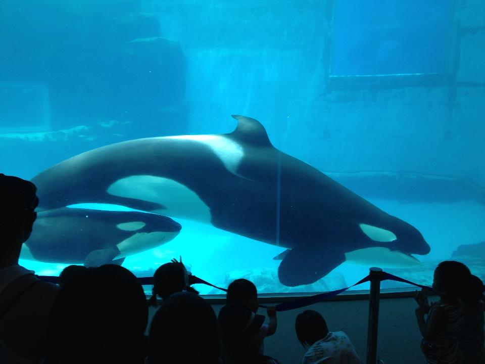 名古屋港水族館 シャチの赤ちゃんの名前 リン に 主食は水族館です