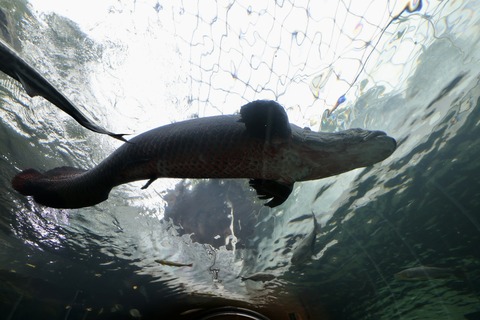 なかがわ水遊園-24