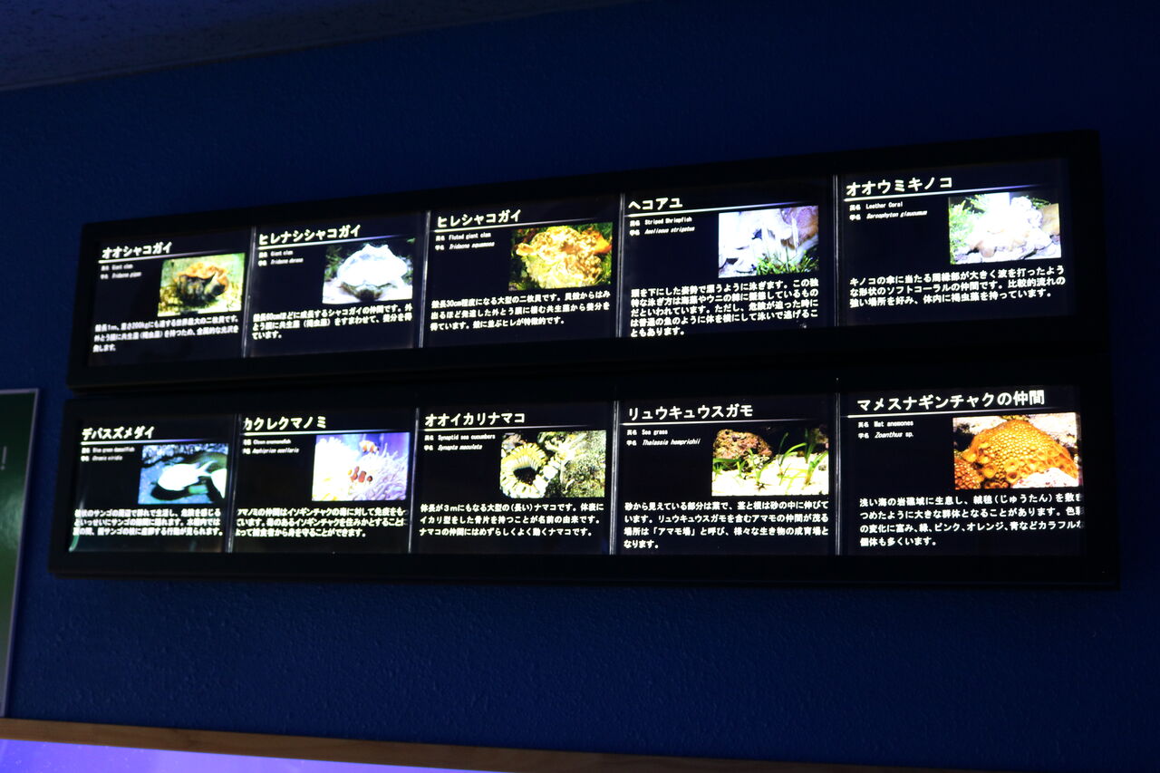 名古屋港水族館のオオシャコガイの最新情報 主食は水族館です