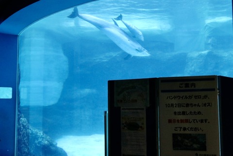 名古屋港 バンドウイルカ 赤ちゃん-1