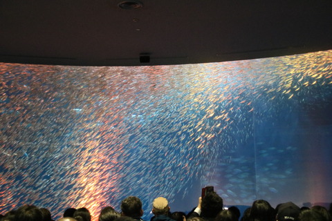 名古屋港水族館 シイラ-20