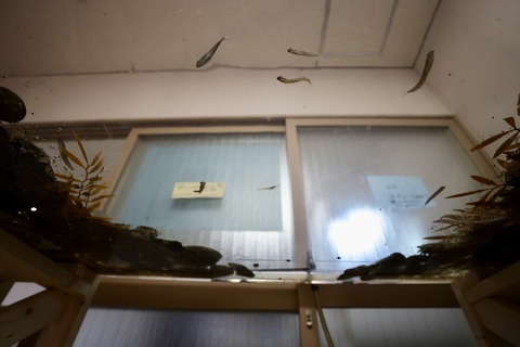 くにみクラゲ公民館-21