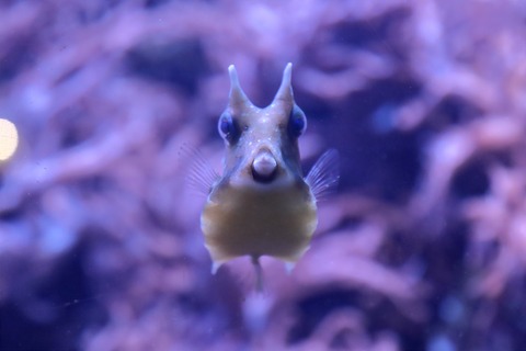 名古屋港水族館 南館水槽-18