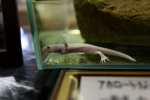 草津市立水生植物公園 みずの森-10