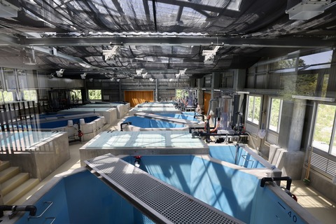 富山県栽培漁業センター-18