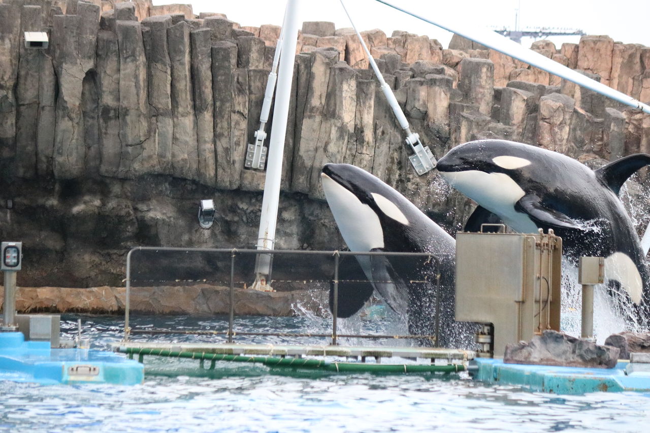 名古屋港水族館 シャチの公開トレーニング（アース隔離
