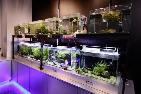 えきまちテラス長浜 小さなびわ湖水族館-10