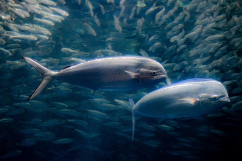 名古屋港水族館 シイラ-1