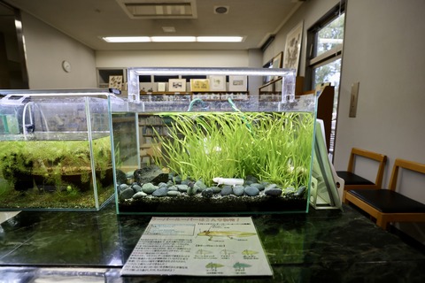 草津市立水生植物公園 みずの森-7