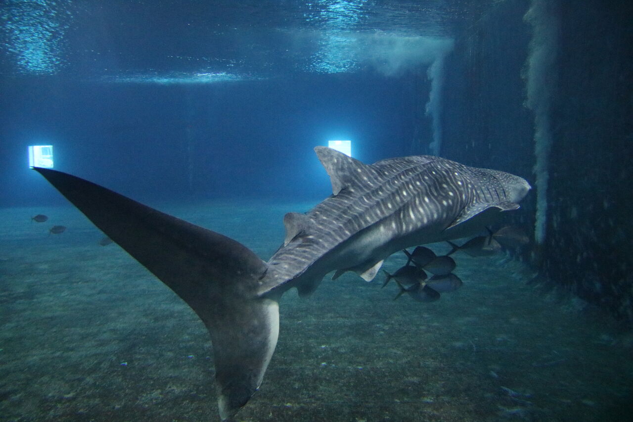 高知県 大阪海遊館 海洋生物研究所 以布利センター 主食は水族館です 高知県 大阪海遊館 海洋生物研究所 以布利センター 主食は水族館です