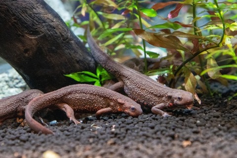 DMMかりゆし水族館イモリ-3