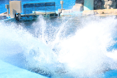 名古屋港シャチ-14