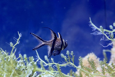 名古屋港水族館 南館水槽-10
