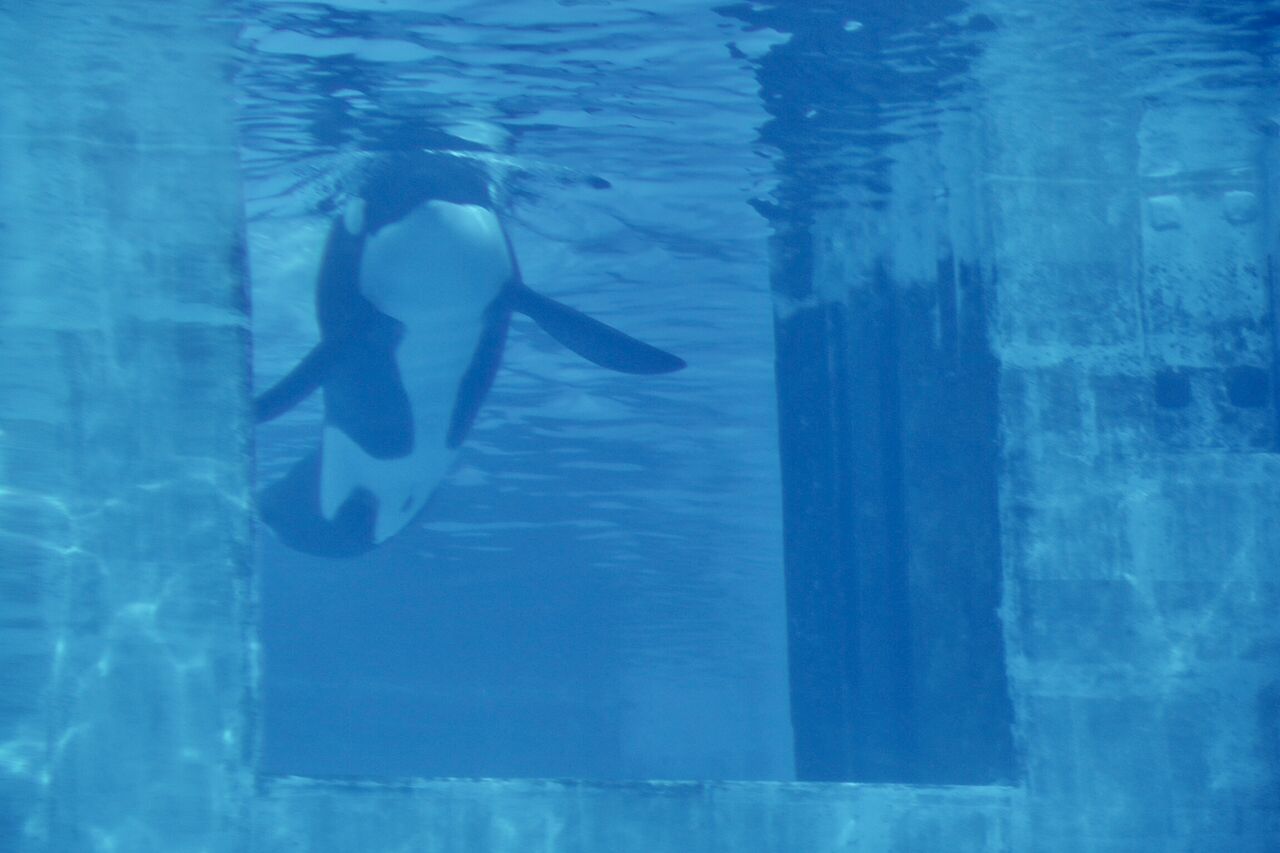 名古屋港水族館 シャチのアースの公開トレーニング 21年4月 主食は水族館です 名古屋港水族館 シャチのアースの公開トレーニング 21年4月 主食は水族館です