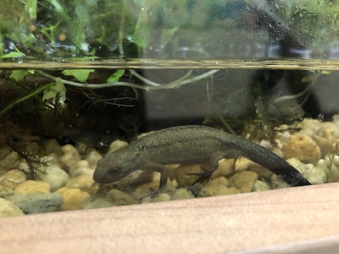 海陽町海洋自然博物館マリンジャム-6