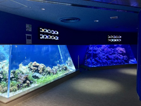 名古屋港水族館 オイランヨウジ-1