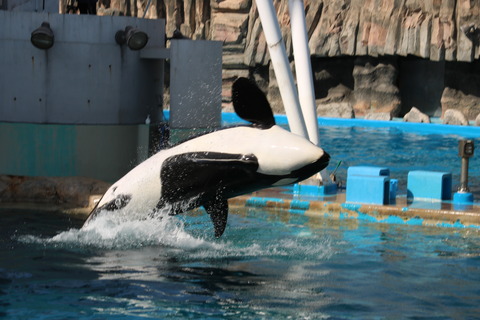 名古屋港水族館 シャチ2021-29
