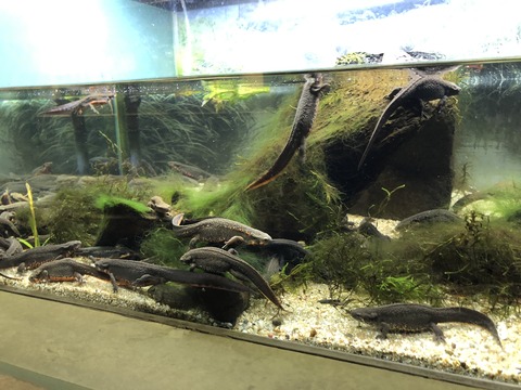 姫路市立水族館-16