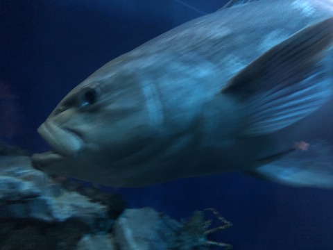 名古屋港水族館 アブラボウズ-1