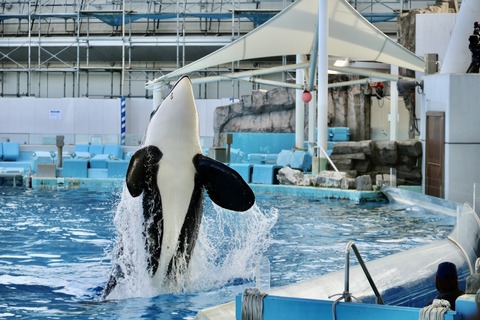 名古屋港水族館 リン 公開トレーニング-45