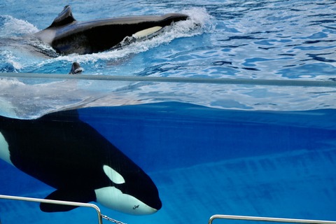 名古屋港水族館 リン 公開トレーニング-10
