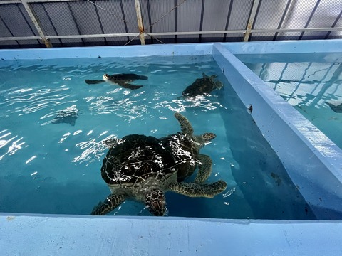 ドルフィンリゾート ウミガメプール-5