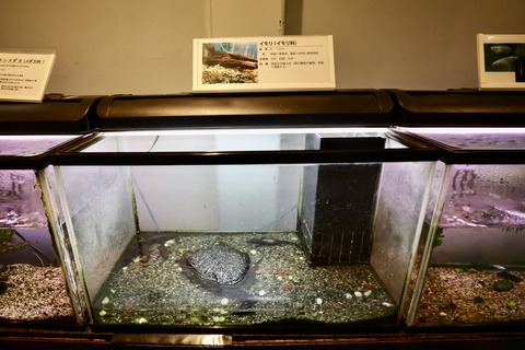 山方自然生態観察施設淡水魚館-5