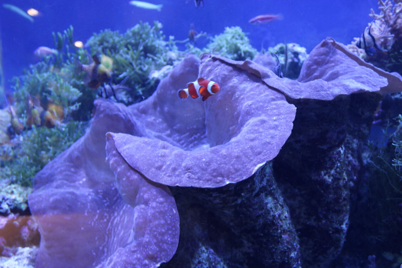 名古屋港水族館 オオシャコガイ水槽にいるオイランヨウジ 主食は水族館です 名古屋港水族館 オオシャコガイ水槽にいるオイランヨウジ 主食は水族館です